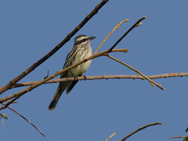 Piraattiran (Legatus leucophaius)